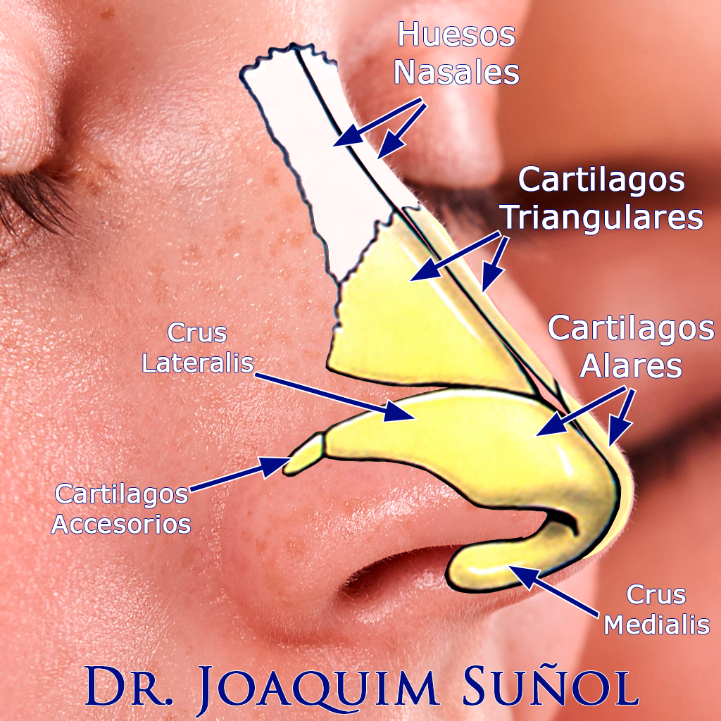 cartilago nariz anatomia rinoplastia joaquim suñol cirugia plastica estetica barcelona